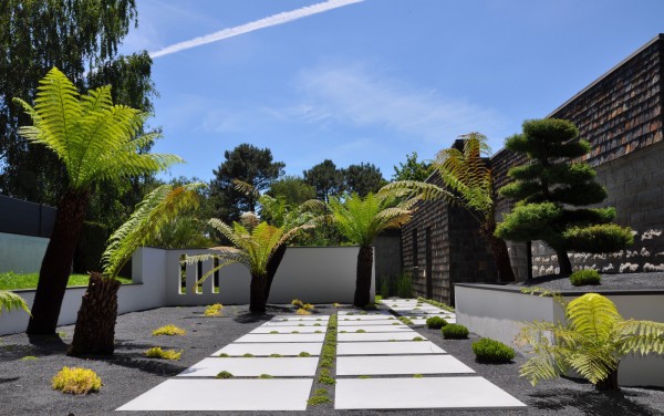 Fougères arborescentes et Bonsai - paysagiste Vannes
