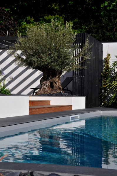 Olivier centenaire et pergola bois - paysagiste Vannes