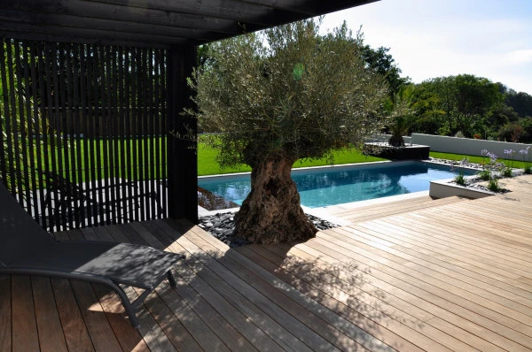 Pergola bois sur mesure et Olivier centenaire