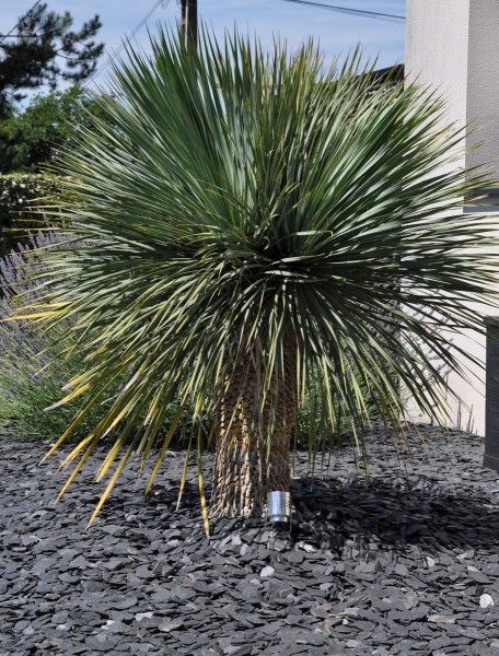 Yucca