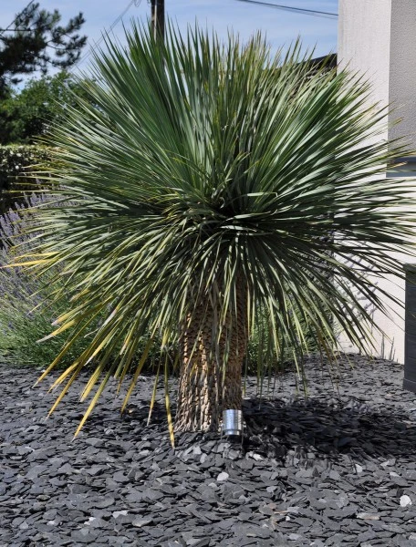 Yucca