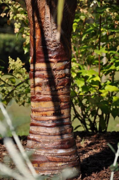 Tronc de palmier taillé en cocotier