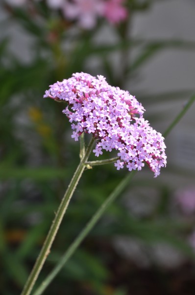 Verveine de buenos aires - paysagiste Vannes