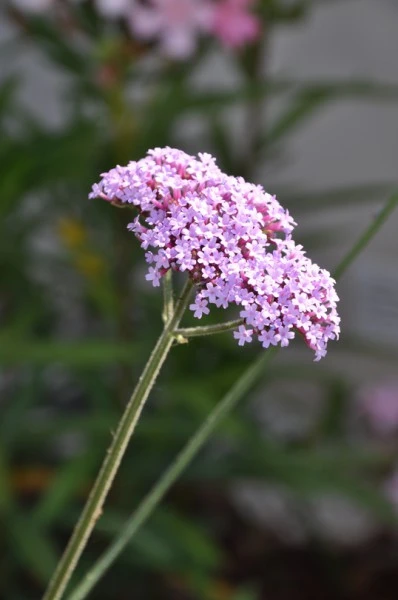 Verveine de buenos aires - paysagiste Vannes
