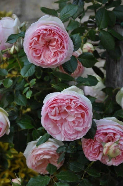 Roses Pierre de Ronsard