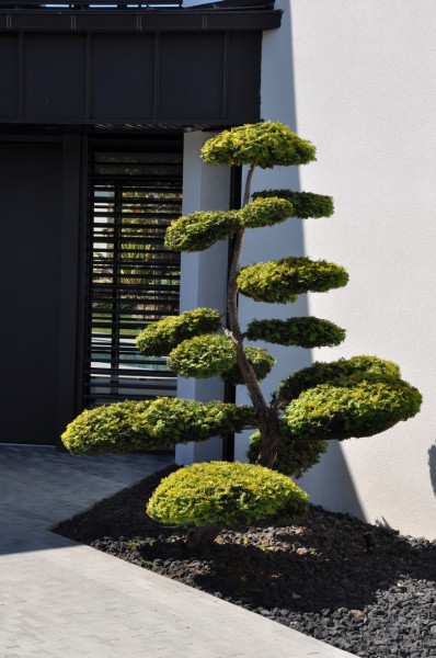 Taxus bonzaï - paysagiste Vannes