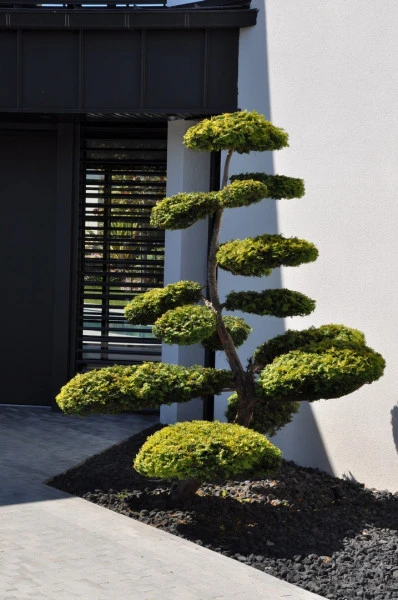 Taxus bonzaï - paysagiste Vannes