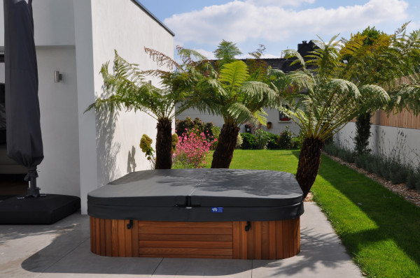 Fougères arborescentes, SPA - paysagiste Vannes