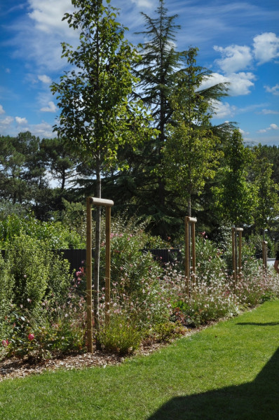 Arbres, végétal, massif fleuri