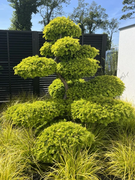 Taxus Baccata Bonsaï
