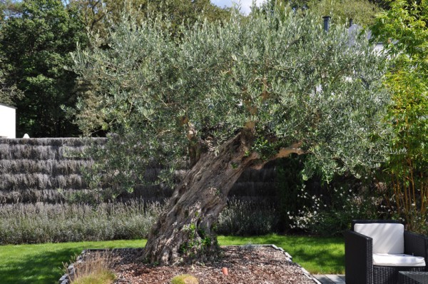 Quelles plantes cultiver à Saint-Avé